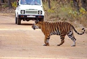 kanha national park