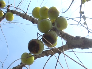 Decaying myrrh tree