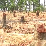 Condolences to the felling of trees