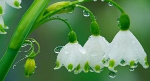 rain-flowers_00262653