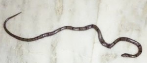 DANDA KARAIT SNAKE