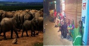 SURGUJA_ELEPHANT-PROBLEM