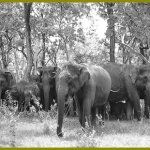 Panic intact elephant in Korba