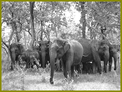 Panic intact elephant in Korba