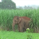 elephant in surguja