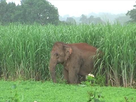 elephant in surguja