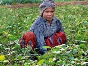 pulsescrop_12_10_2014