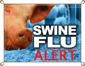 swine-flu-korba