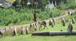 MONKEY ATTACK PROBLEM IN KORIA CG 2