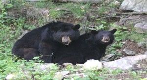 Two bears
