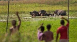 ELEPHANT IN BALRAMPUR