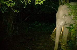 Tusker elephant at a mineral lick in Kaeng Krachan