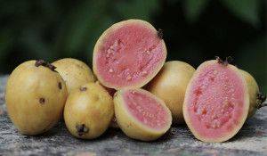 Guava