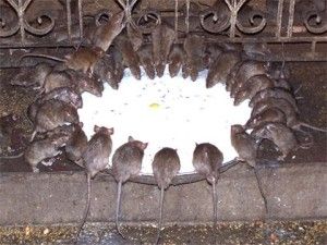 Temple of mice