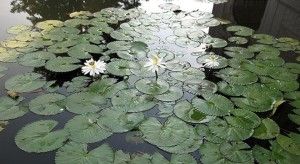 the Botanical Gardens