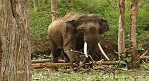 Wild Elephants