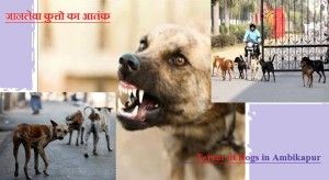 terror of dogs in ambikapur