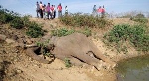 elephant death