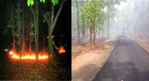 guru ghasidas natinol park