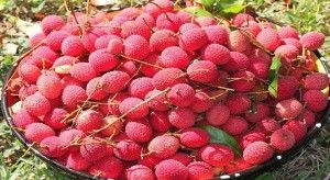 litchi-3