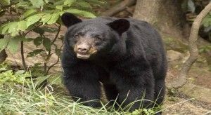 Black Bear For Indian Dan