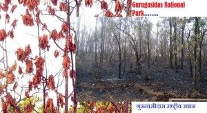 Gurugasidas National Park 1