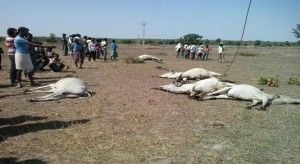Squiggly wire falling death of cattle.