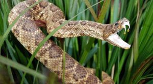 102851726-GettyImages-156213917.530x298