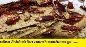 Cockroach-milk-to-replace-cow-milk-fatafat