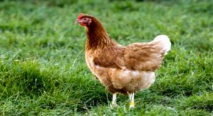 Millionaire-hen-fatafat