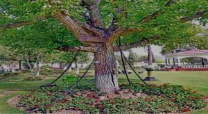 Tree-Arrest-In-Pakistan1