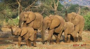african-elephant-herd-jpg-adapt-945-1