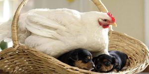 hen-gives-birth-dogs-pup1