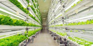 vegetable-production1