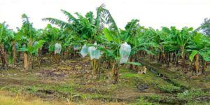 a-student-from-bihar-discovers-electricity-from-banana-stem-cover