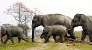 Indian elephants crossing, Kaziranga National Park, India