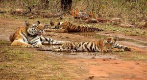 panna-tiger-reserve