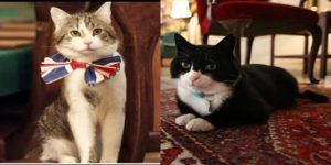 hire-cats-for-different-posts