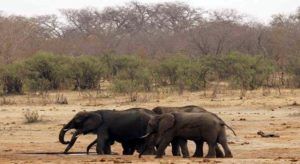 2016-06-20T101739Z-1007970001-LYNXNPEC5J0L5-RTROPTP-3-OZATP-US-ZIMBABWE-DROUGHT-WILDLIFE