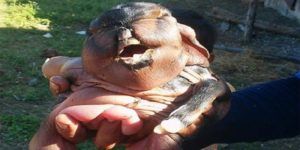 goat_birth_human_child