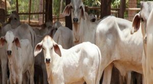 gaumata_rajsthan_high_court