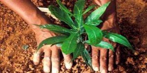 Government-starts-a-plan-to-offer-job-and-money-as-well-for-planting-trees-in-villages