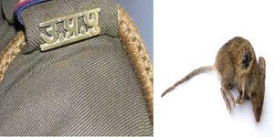 police-gets-an-information-of-murder-and-finds-a-rat-instead-of-dead-body