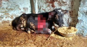 cawlf and dog.gallery