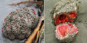 people-eat-the-flesh-of-these-stones-which-got-life-cover