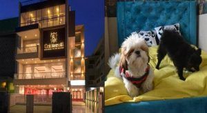 first-dog-hotel-opened-in-india-to-pamper-dogs