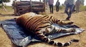 taiger_death_fatafatnews