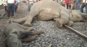 train_hadsa_hawara_train-line