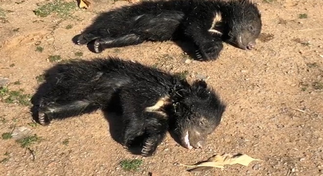 bear death