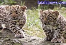 baby lepard